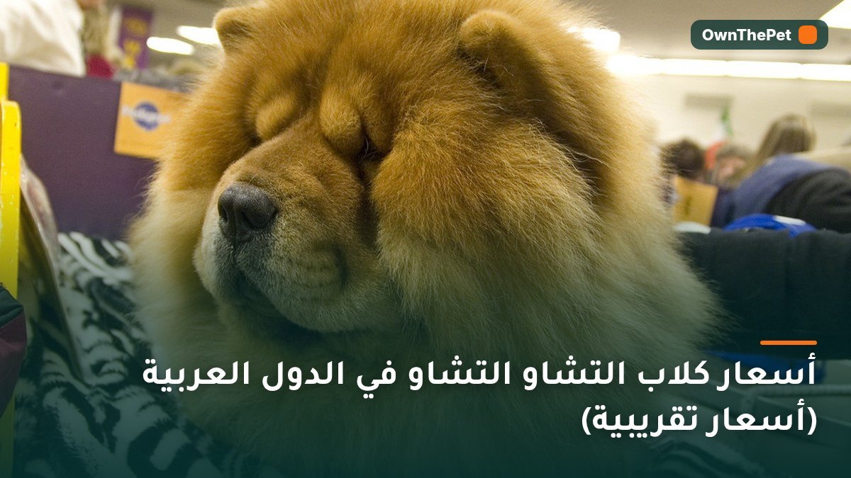 أسعار كلاب التشاو التشاو في الدول العربية (أسعار تقريبية)