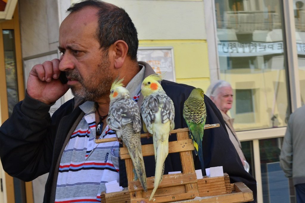 طائر الكوكتيل: الأكل والتربية والتزاوج وتمييز الذكر والأنثى