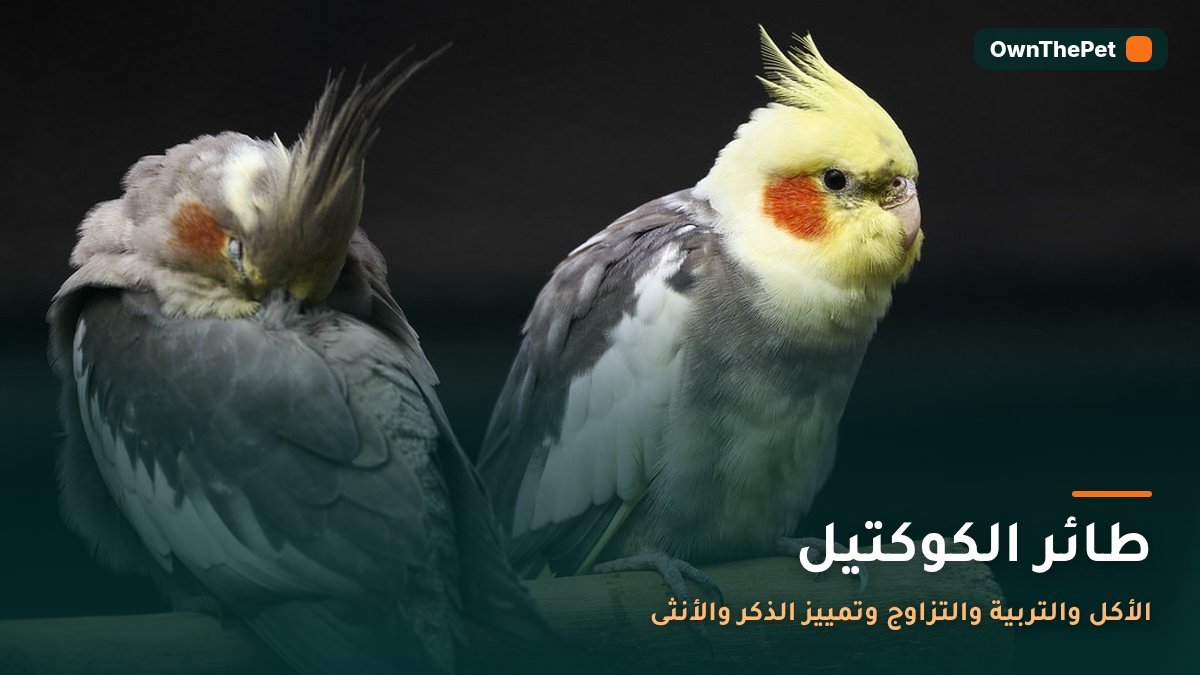 طائر الكوكتيل: الأكل والتربية والتزاوج وتمييز الذكر والأنثى