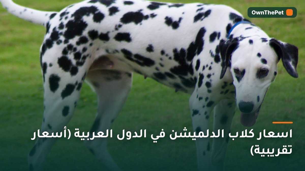 اسعار كلاب الدلميشن في الدول العربية (أسعار تقريبية)