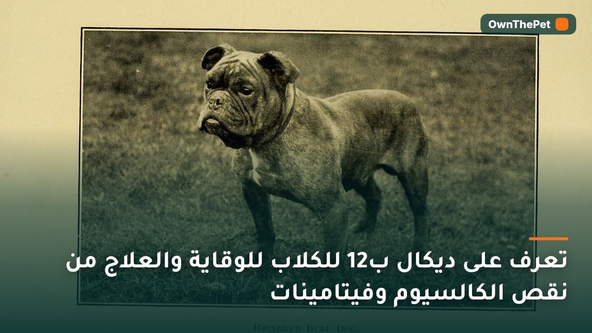 تعرف على ديكال ب12 للكلاب للوقاية والعلاج من نقص الكالسيوم وفيتامينات