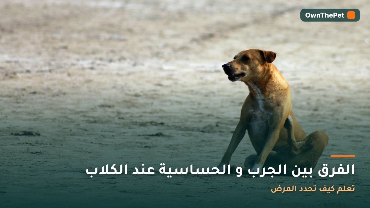 الفرق بين الجرب و الحساسية عند الكلاب: تعلم كيف تحدد المرض