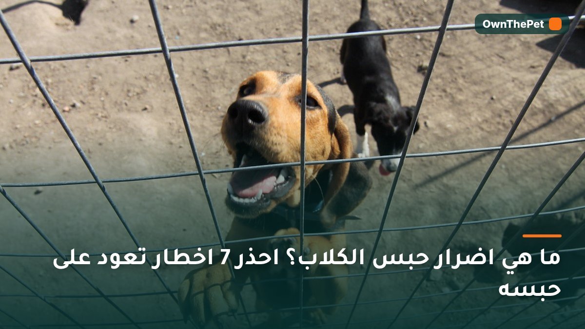 ما هي اضرار حبس الكلاب؟ احذر 7 اخطار تعود على حبسه