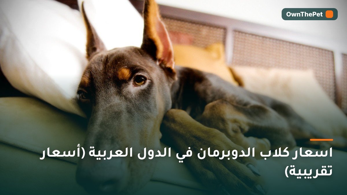 اسعار كلاب الدوبرمان في الدول العربية (أسعار تقريبية)