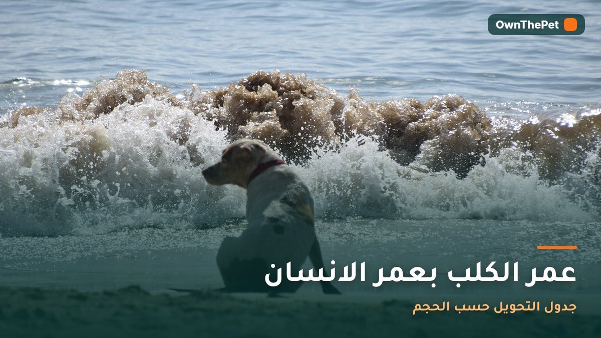 عمر الكلب بعمر الانسان: جدول التحويل حسب الحجم