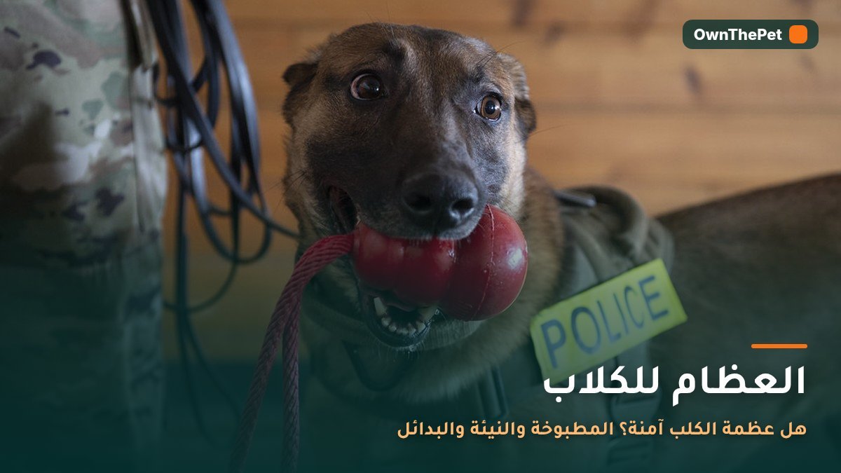 كلب يمضغ لعبة مضغ آمنة بدل العظام