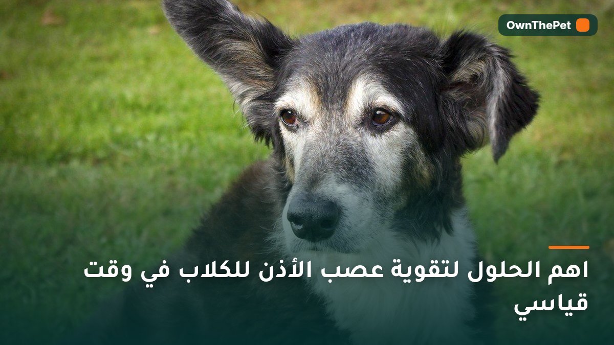 اهم الحلول لتقوية عصب الأذن للكلاب في وقت قياسي