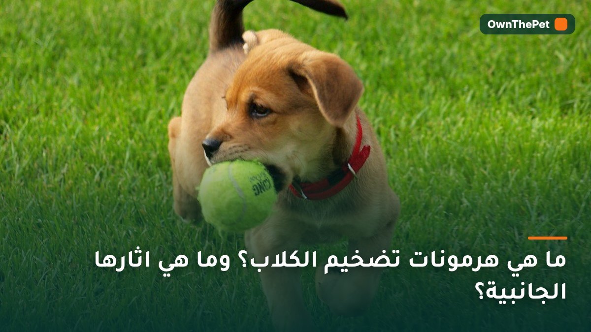 ما هي هرمونات تضخيم الكلاب؟ وما هي اثارها الجانبية؟