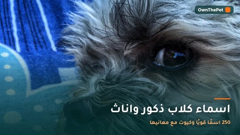 اسماء كلاب ذكور واناث: 250 اسمًا قويًا وكيوت مع معانيها