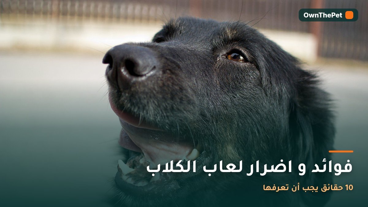 فوائد و اضرار لعاب الكلاب: 10 حقائق يجب أن تعرفها