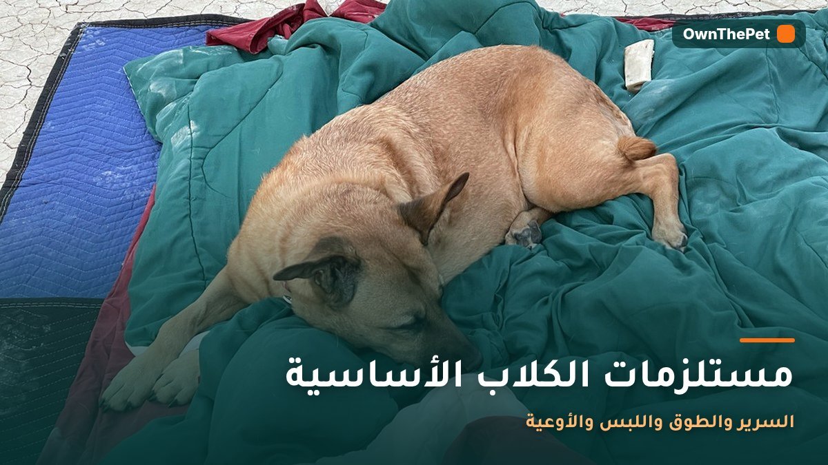 كلب يستريح على سرير مخصص للكلاب
