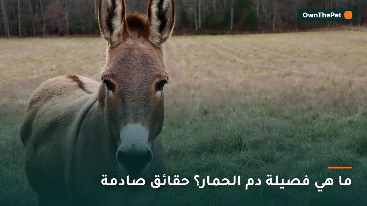ما هي فصيلة دم الحمار؟ حقائق صادمة