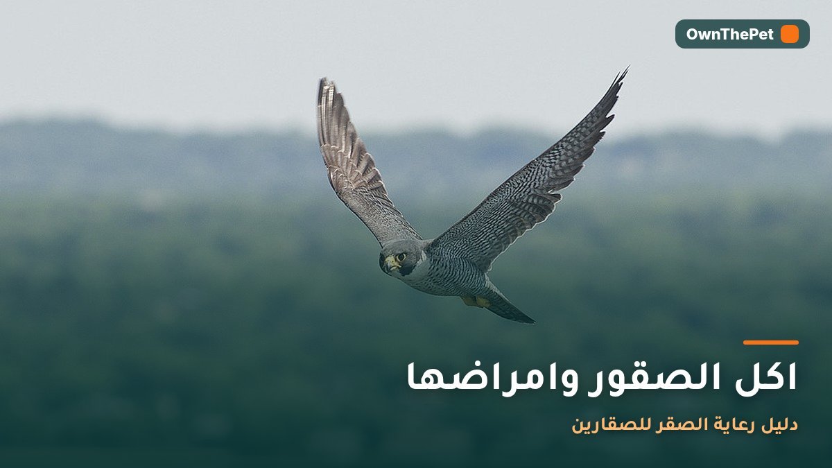 اكل الصقور وامراضها: دليل رعاية الصقر للصقارين