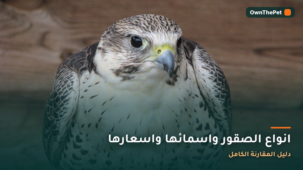 انواع الصقور واسمائها واسعارها: دليل المقارنة الكامل
