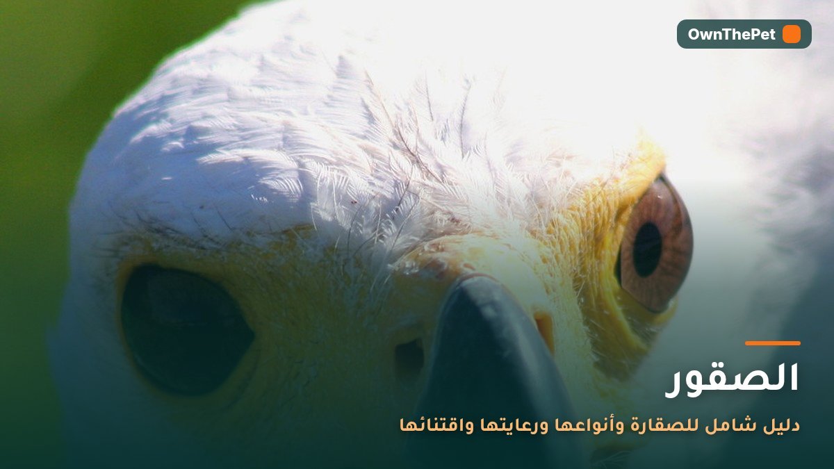 الصقور: دليل شامل للصقارة وأنواعها ورعايتها واقتنائها