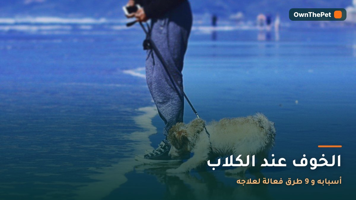 الخوف عند الكلاب: أسبابه و 9 طرق فعالة لعلاجه