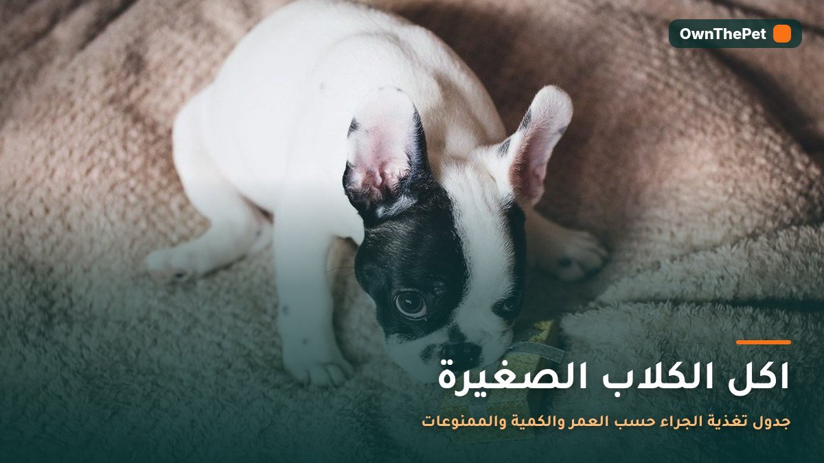 جرو صغير يأكل من وعاء الطعام