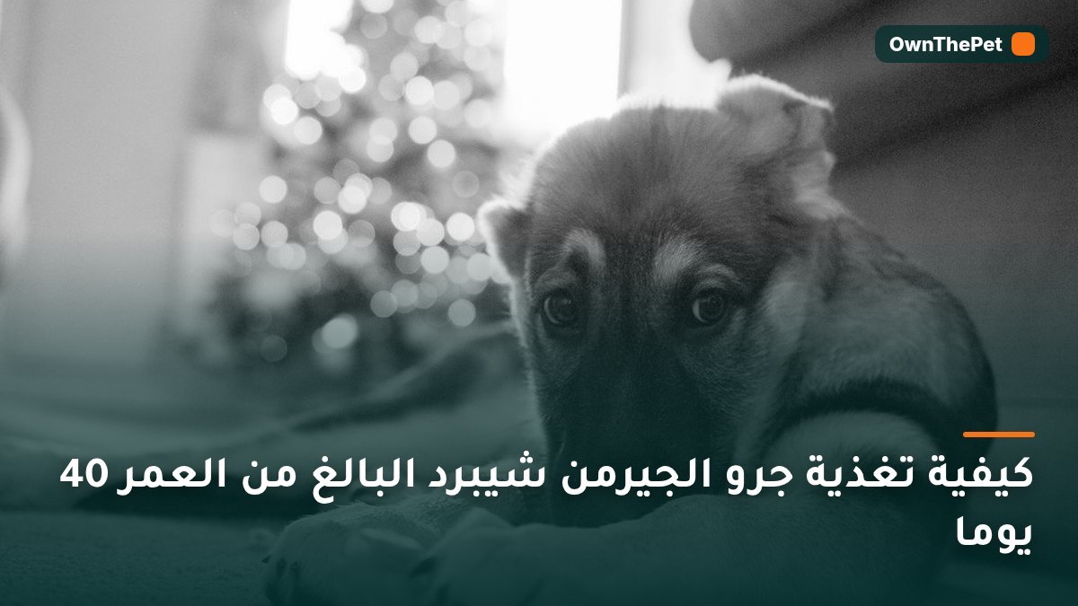 كيفية تغذية جرو الجيرمن شيبرد البالغ من العمر 40 يوما