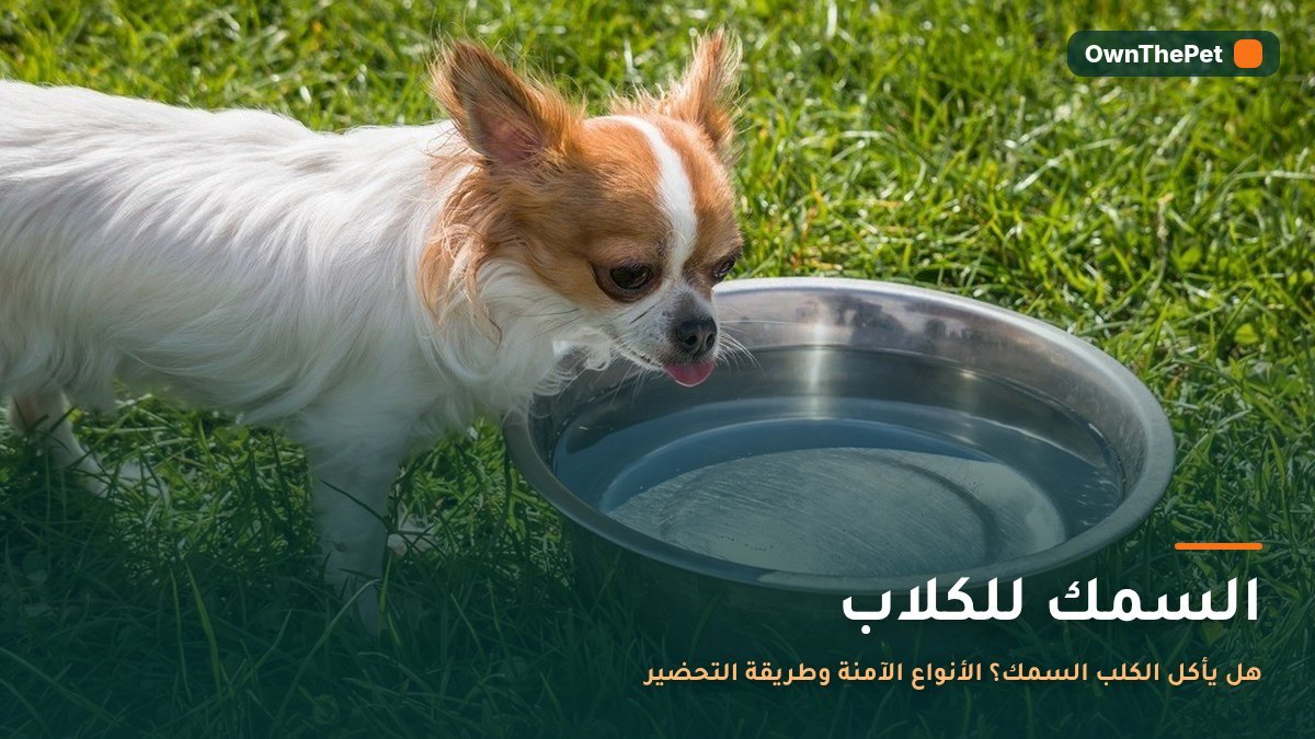 السمك للكلاب: هل يأكل الكلب السمك؟ الأنواع الآمنة وطريقة التحضير
