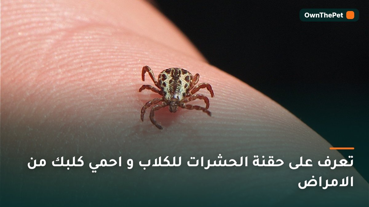 تعرف على حقنة الحشرات للكلاب و احمي كلبك من الامراض