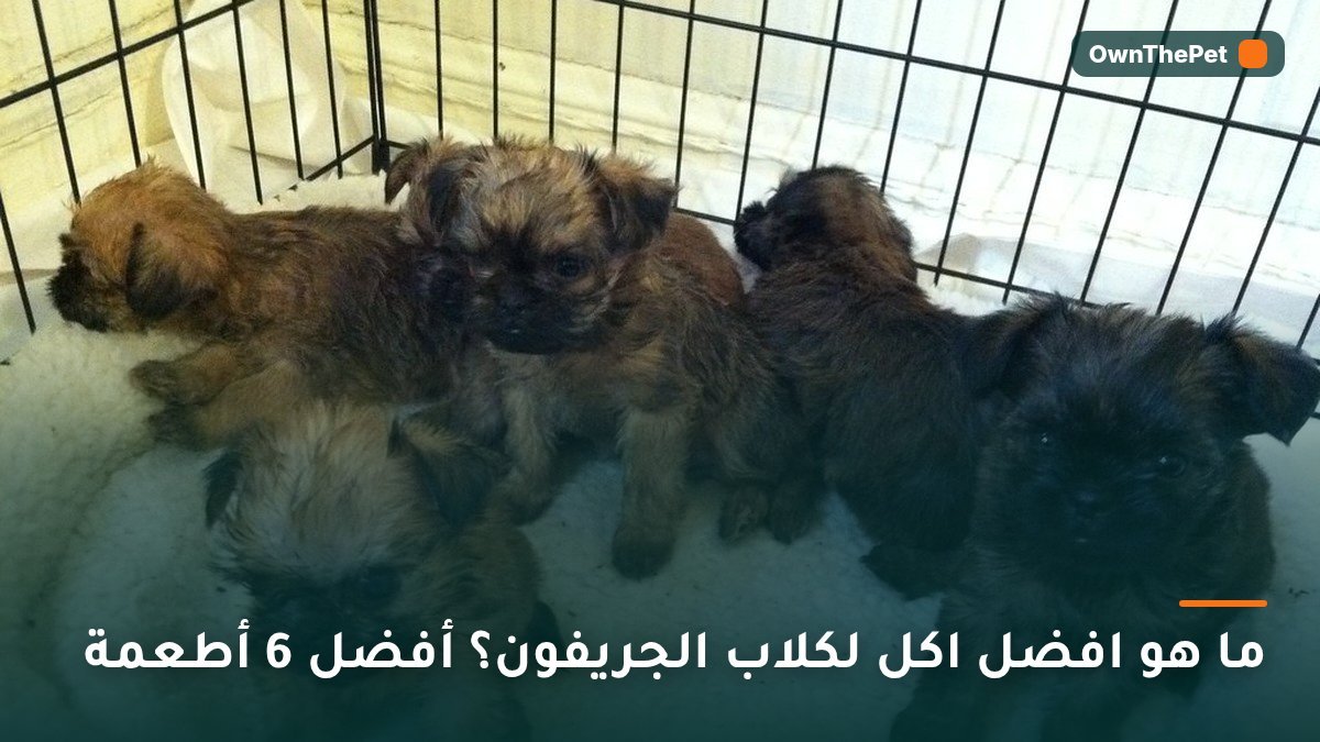 ما هو افضل اكل لكلاب الجريفون؟ أفضل 6 أطعمة