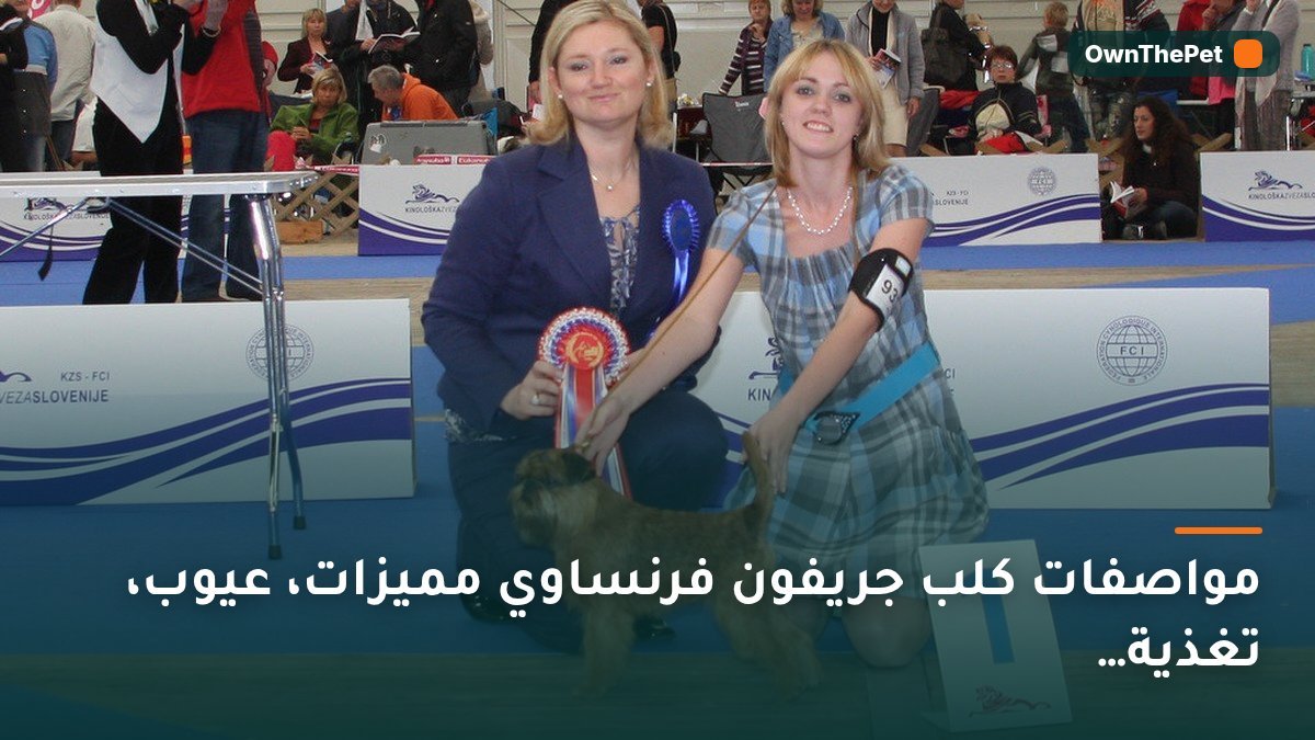 مواصفات كلب جريفون فرنساوي مميزات، عيوب، تغذية…