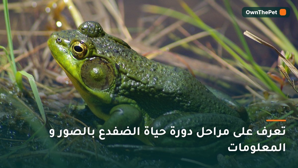 تعرف على مراحل دورة حياة الضفدع بالصور و المعلومات