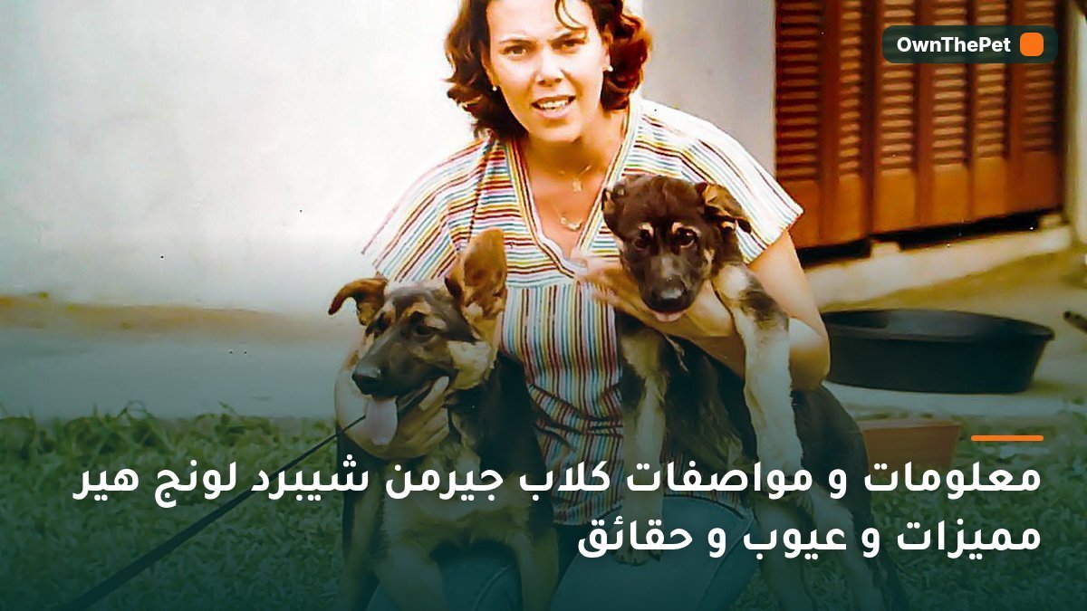 معلومات و مواصفات كلاب جيرمن شيبرد لونج هير مميزات و عيوب و حقائق