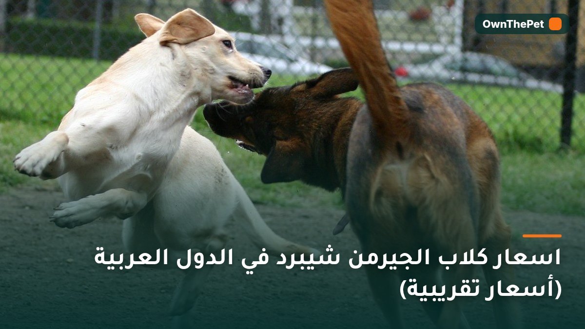 اسعار كلاب الجيرمن شيبرد في الدول العربية (أسعار تقريبية)