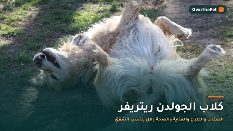 كلب جولدن ريتريفر ذهبي اللون يجلس على العشب
