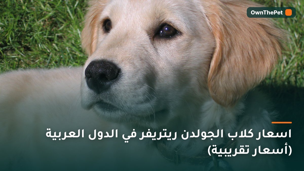 اسعار كلاب الجولدن ريتريفر في الدول العربية (أسعار تقريبية)