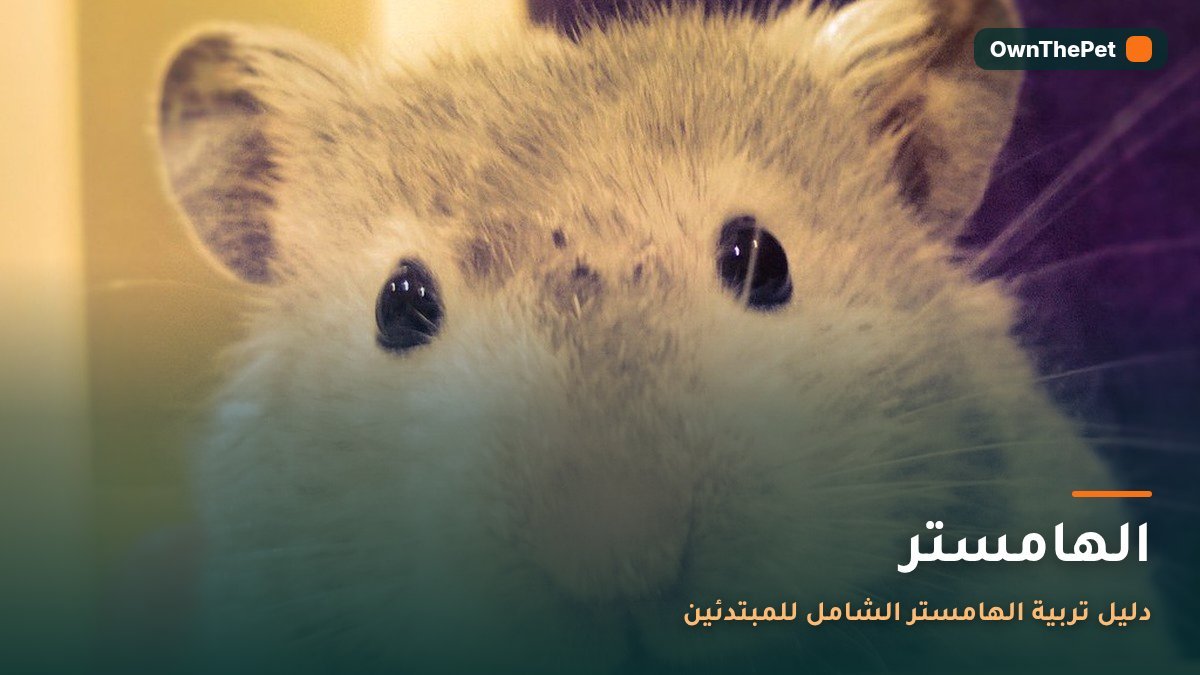 الهامستر: دليل تربية الهامستر الشامل للمبتدئين