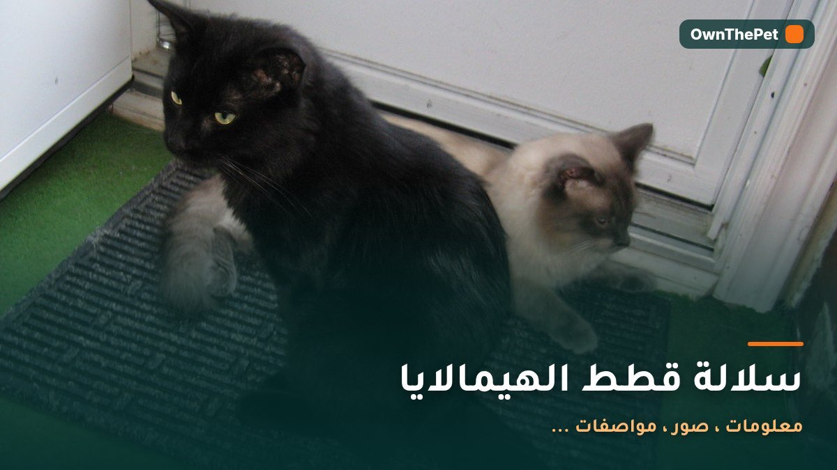 سلالة قطط الهيمالايا: معلومات ، صور ، مواصفات ...