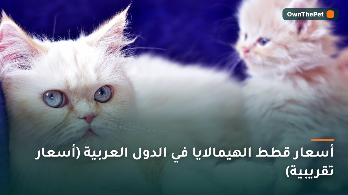 أسعار قطط الهيمالايا في الدول العربية (أسعار تقريبية)