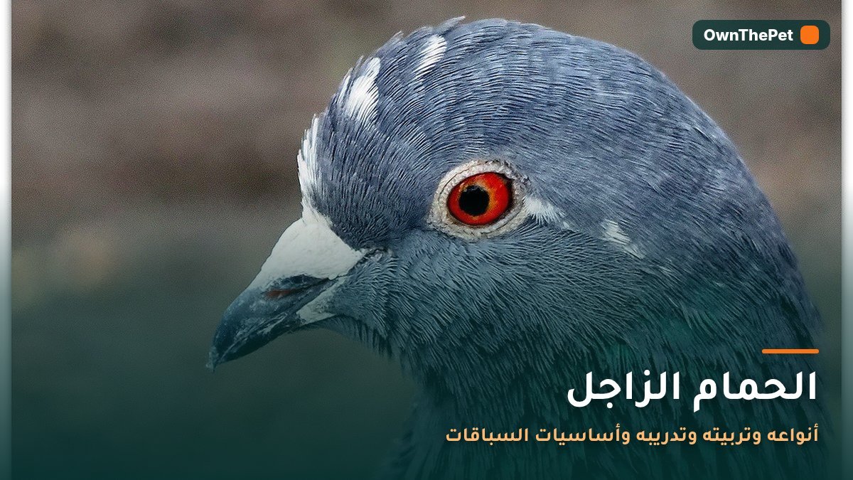الحمام الزاجل: أنواعه وتربيته وتدريبه وأساسيات السباقات