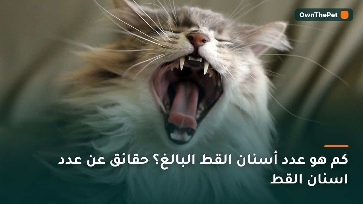 كم هو عدد أسنان القط البالغ؟ حقائق عن عدد اسنان القط