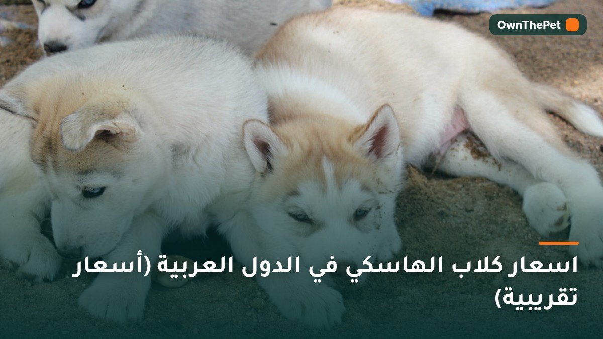 اسعار كلاب الهاسكي في الدول العربية (أسعار تقريبية)