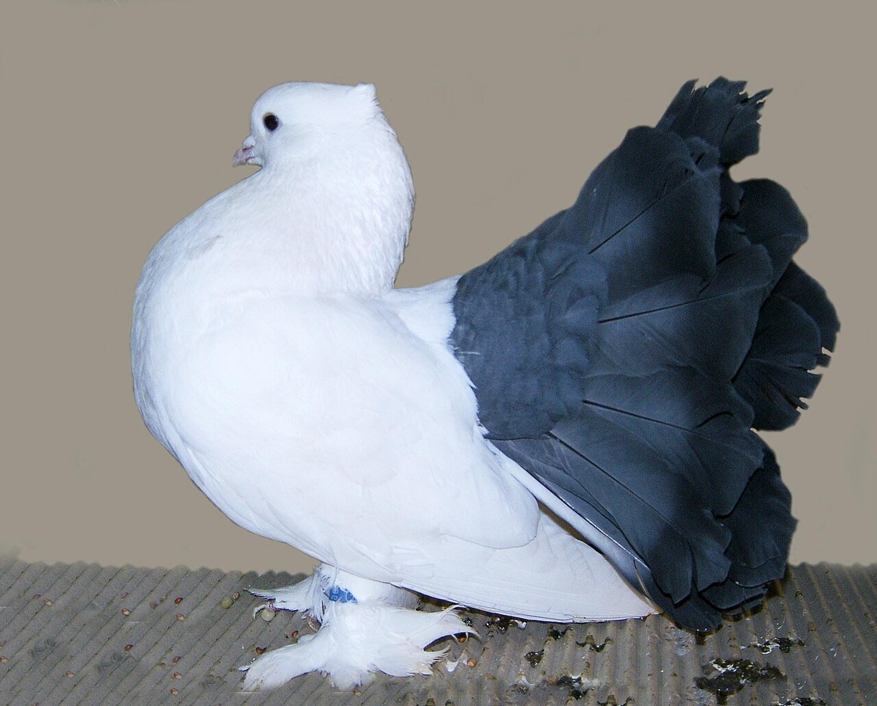 الحمام الهندي (المروحي)