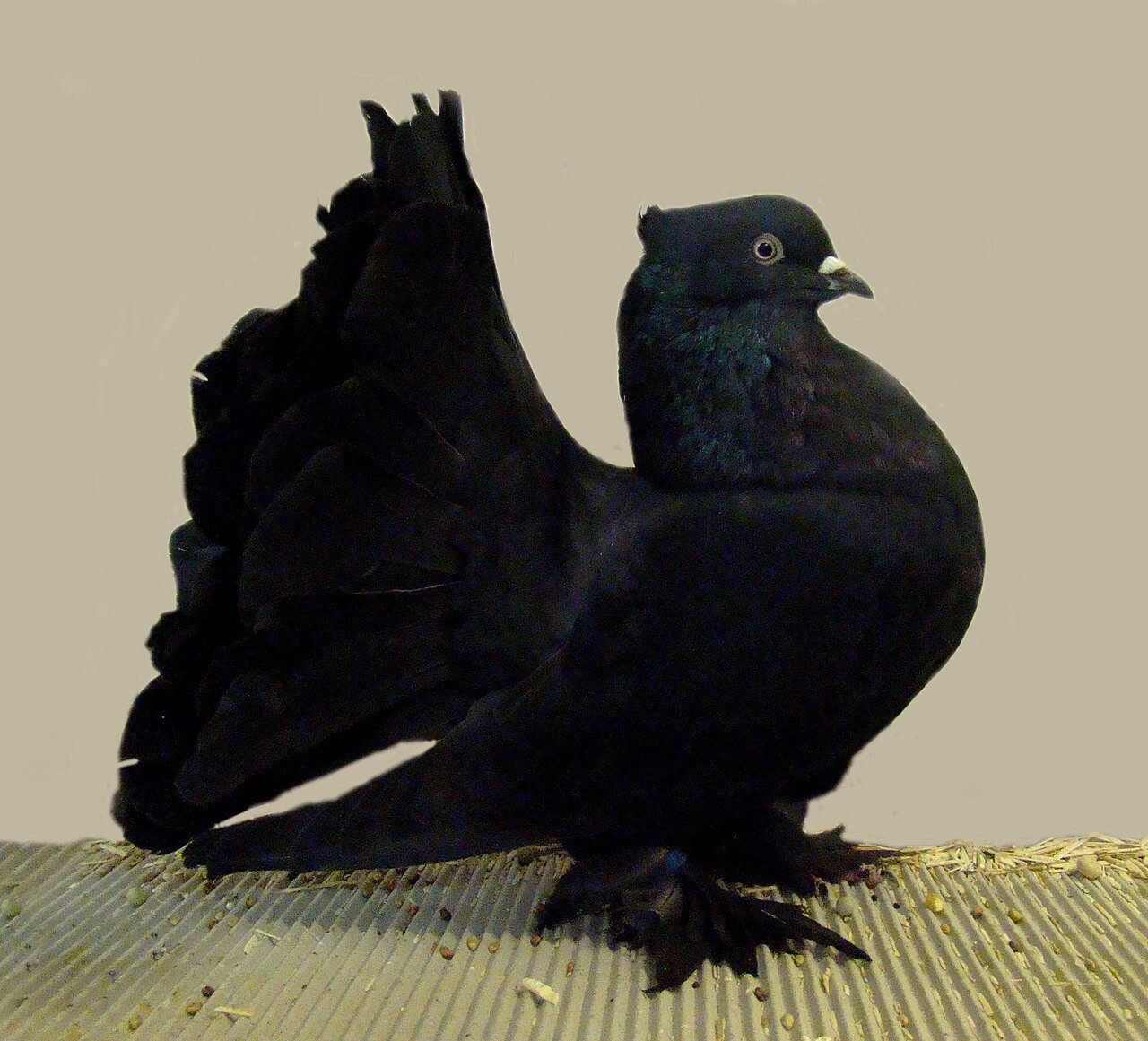 الحمام الهندي (المروحي)
