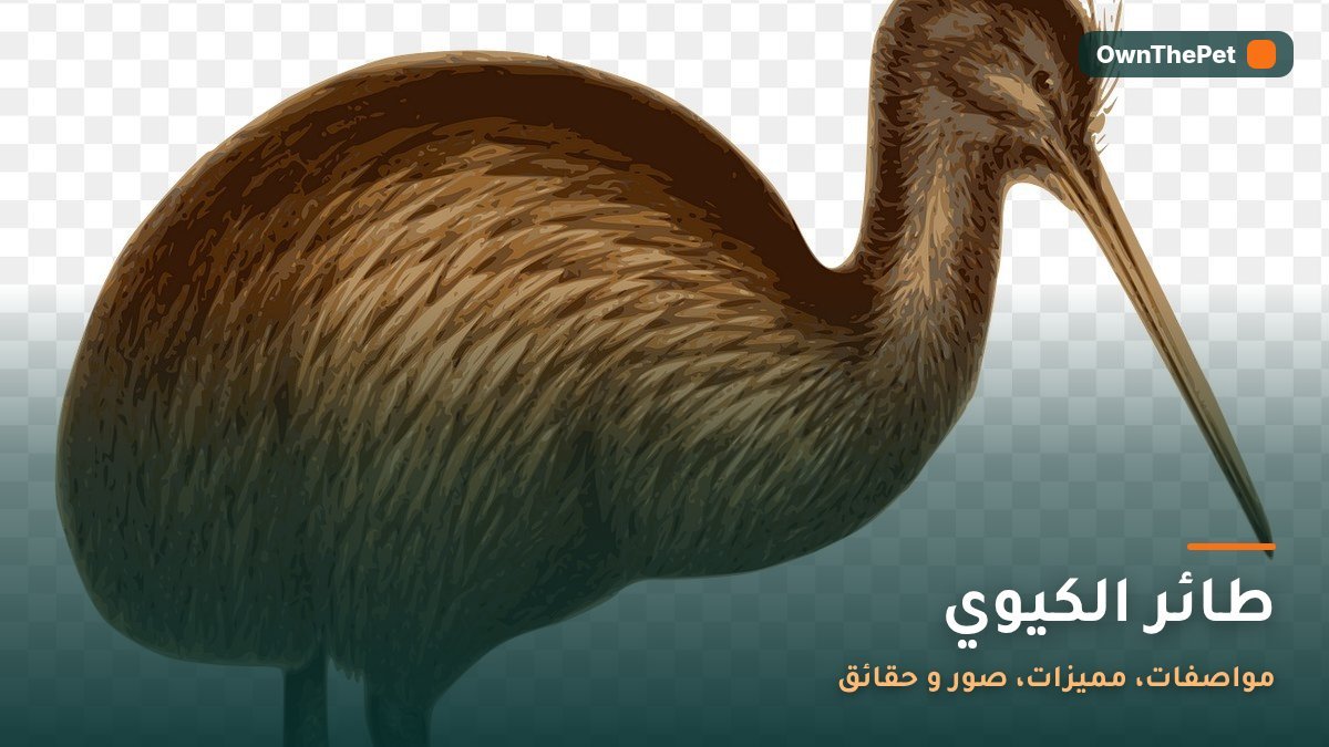 طائر الكيوي: مواصفات، مميزات، صور و حقائق