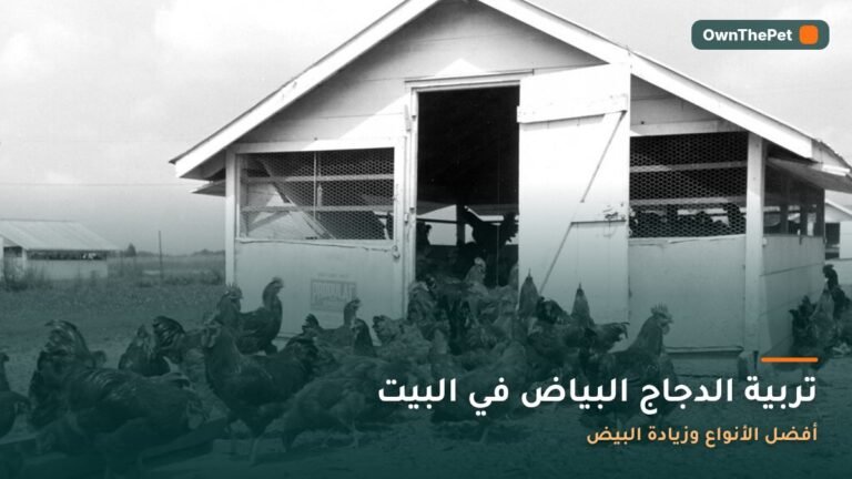 تربية الدجاج البياض في البيت: أفضل الأنواع وزيادة البيض