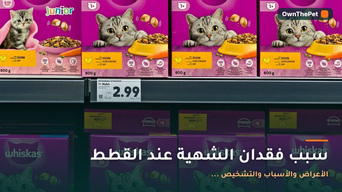 سبب فقدان الشهية عند القطط: الأعراض والأسباب والتشخيص ...