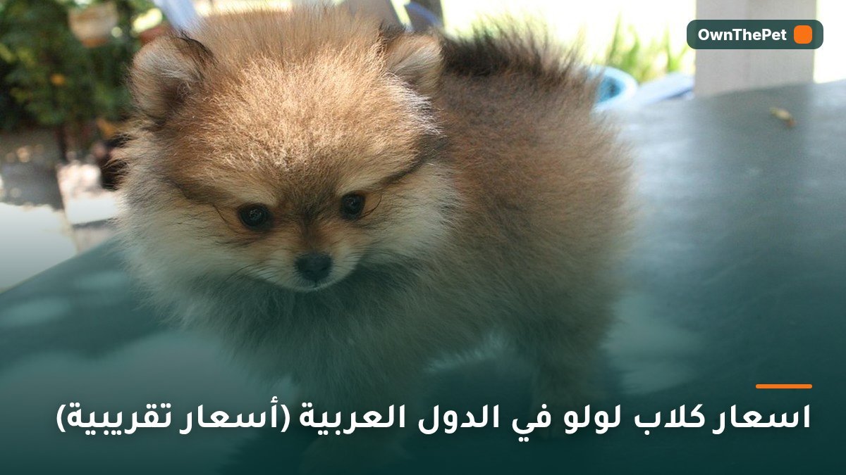 اسعار كلاب لولو في الدول العربية (أسعار تقريبية)