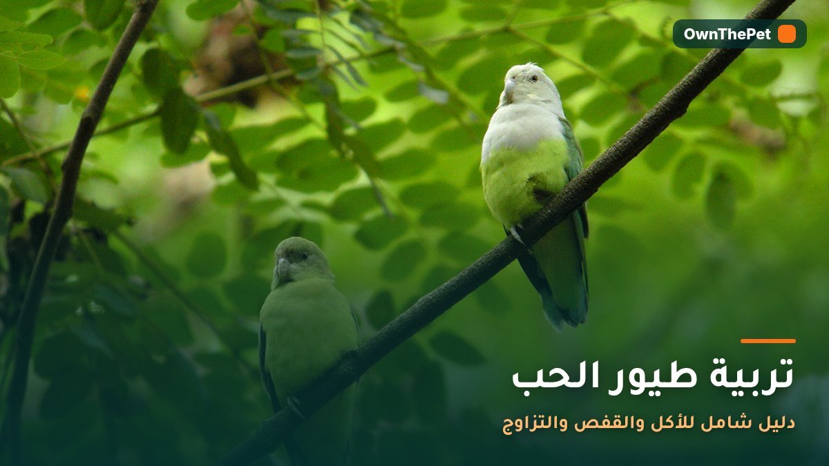تربية طيور الحب: دليل شامل للأكل والقفص والتزاوج