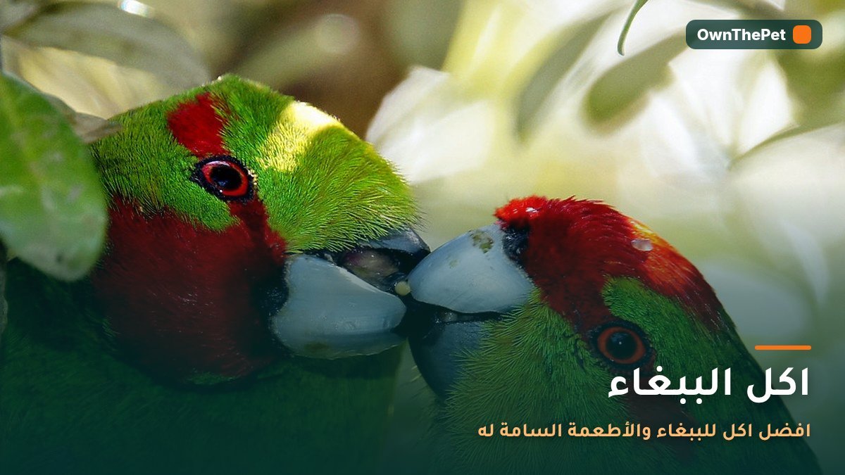 اكل الببغاء: افضل اكل للببغاء والأطعمة السامة له