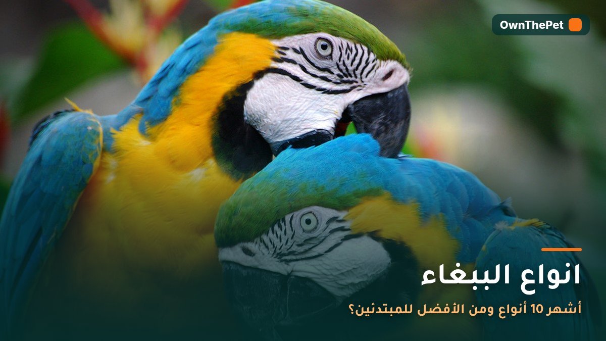 انواع الببغاء: أشهر 10 أنواع ومن الأفضل للمبتدئين؟