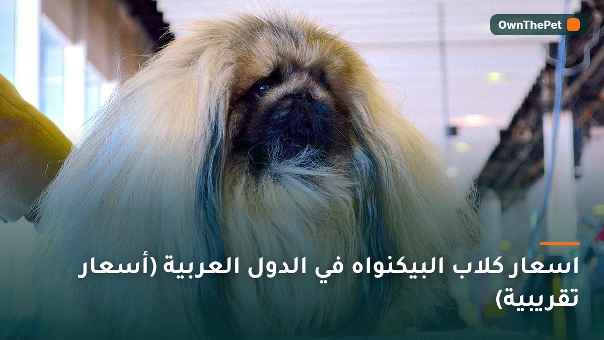 اسعار كلاب البيكنواه في الدول العربية (أسعار تقريبية)