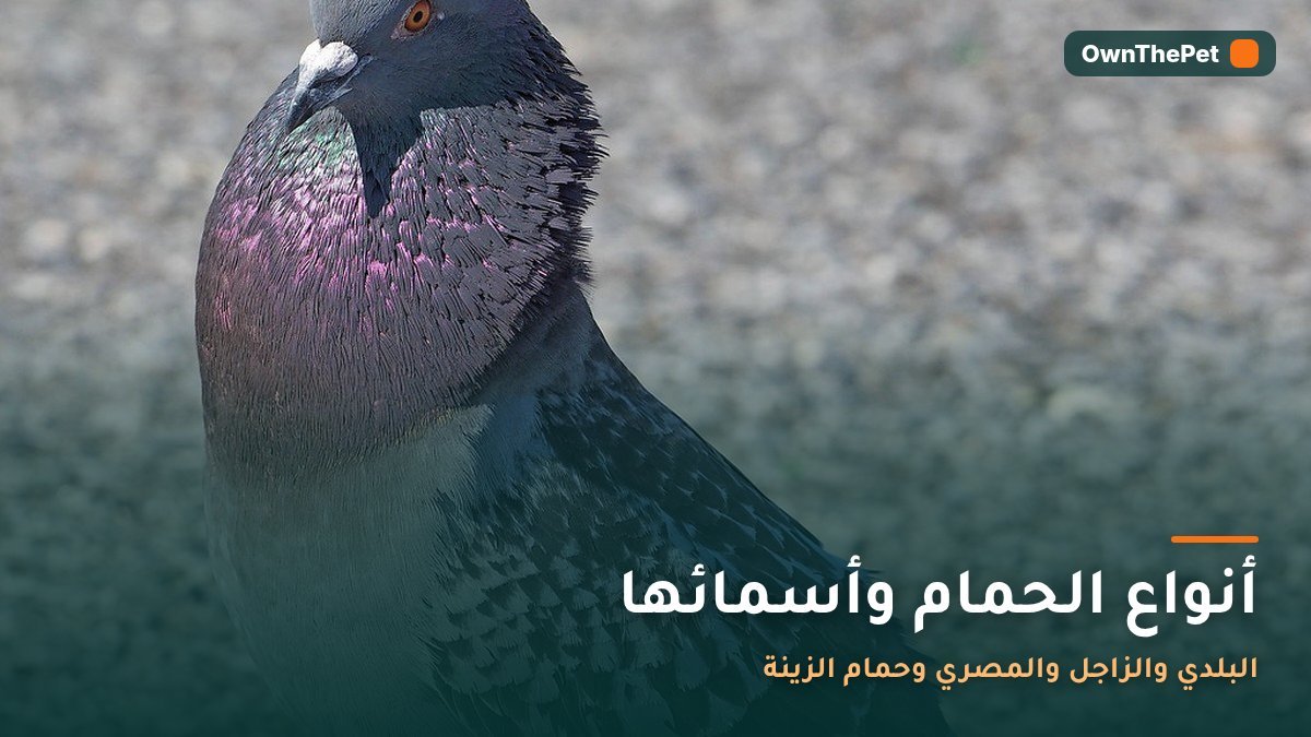 أنواع الحمام وأسمائها: البلدي والزاجل والمصري وحمام الزينة