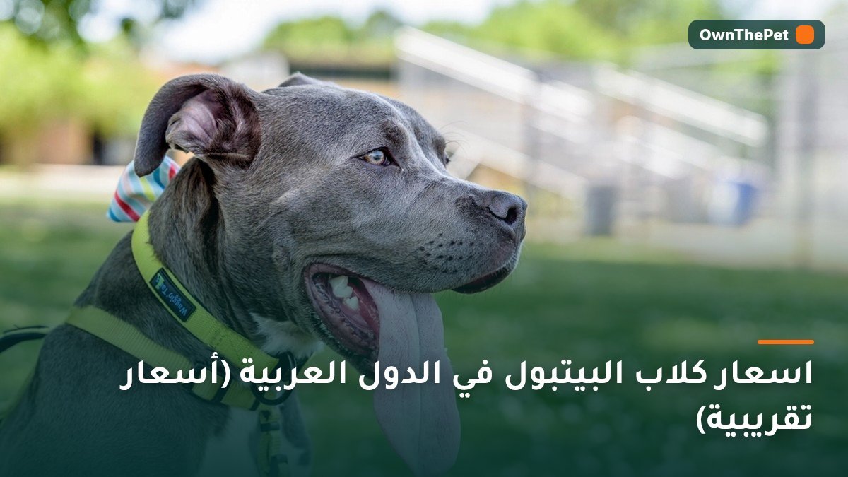 اسعار كلاب البيتبول في الدول العربية (أسعار تقريبية)