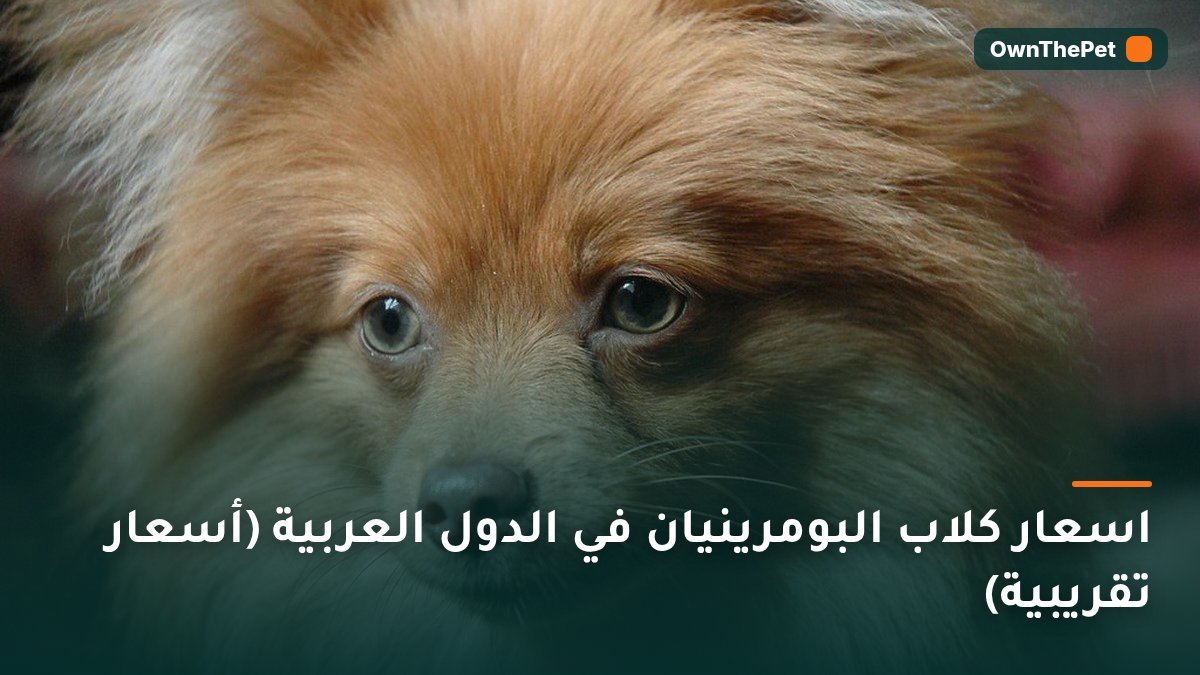 اسعار كلاب البومرينيان في الدول العربية (أسعار تقريبية)
